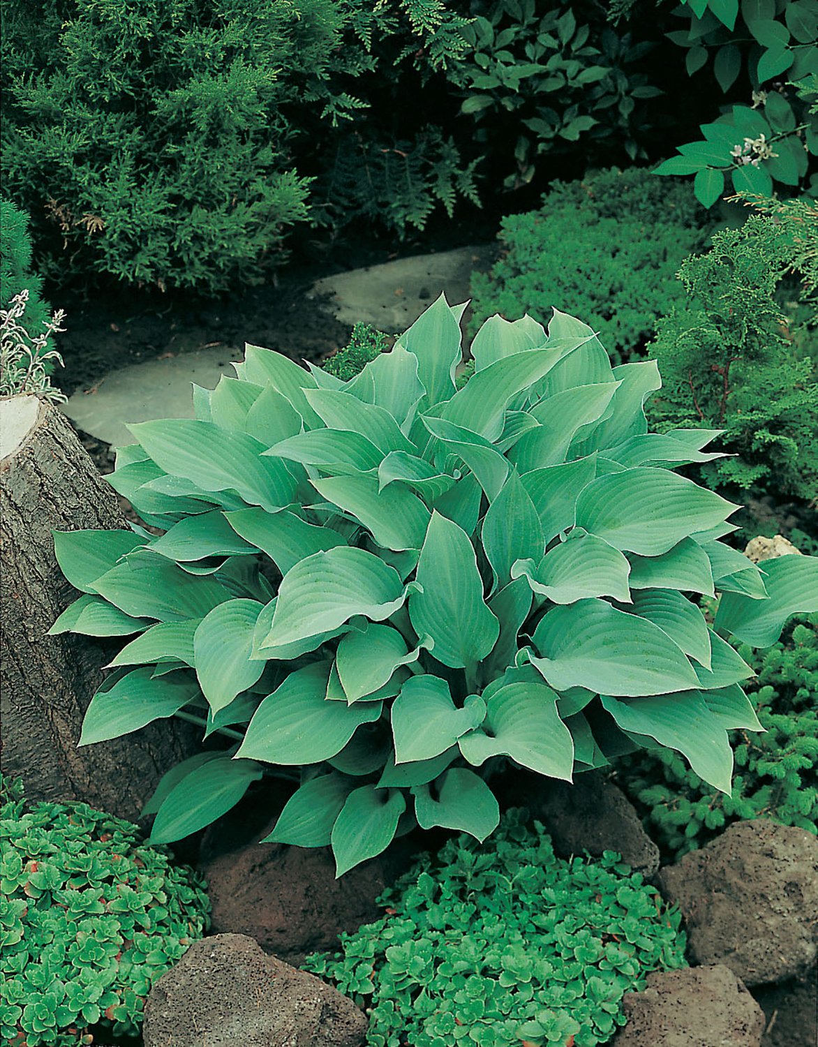 Hosta 'Krossa Regal'