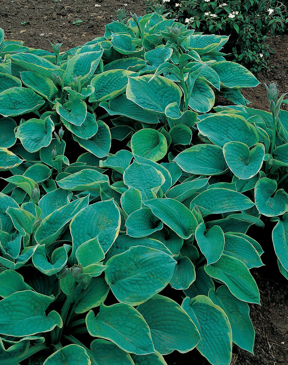 Hosta sieboldiana 'Frances Williams'