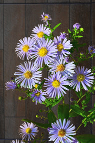 Aster amellus 'Axel Tallner'