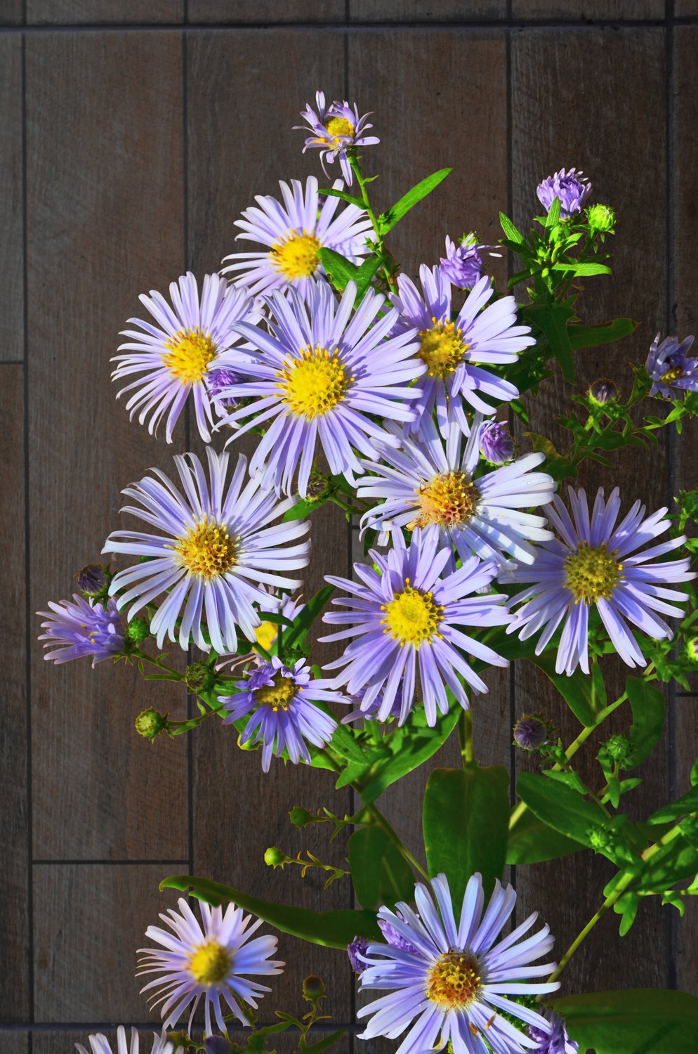 Aster amellus 'Axel Tallner'