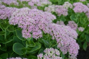 Hylotelephium spectabile 'Granlunda'