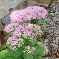Hylotelephium spectabile 'Granlunda'