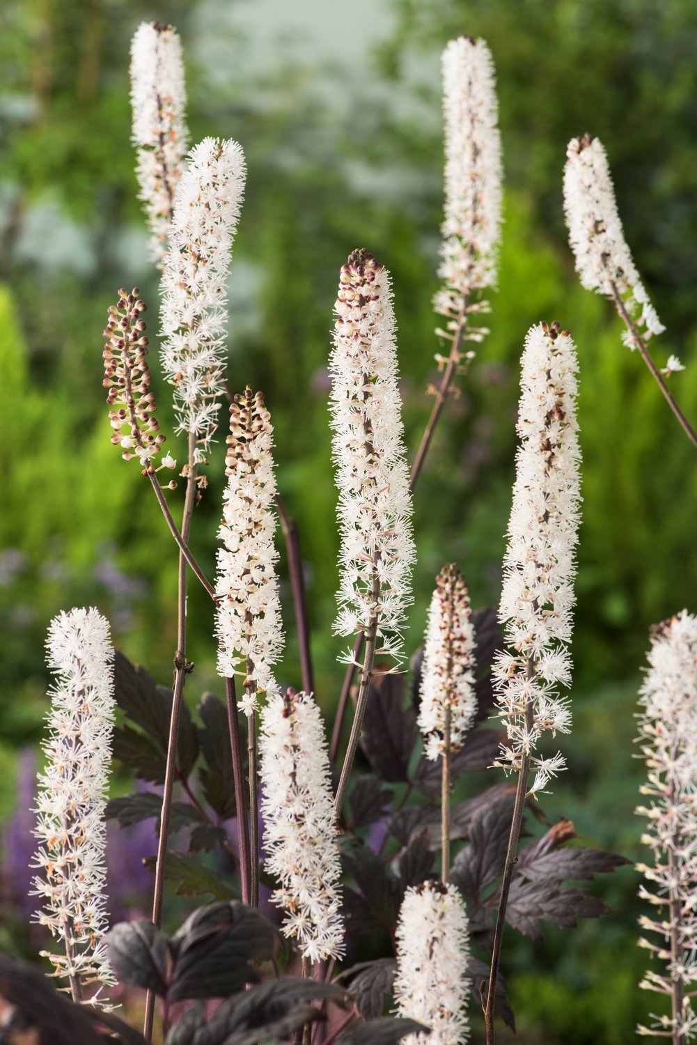 Actaea simplex 'Pink Spike', 2L