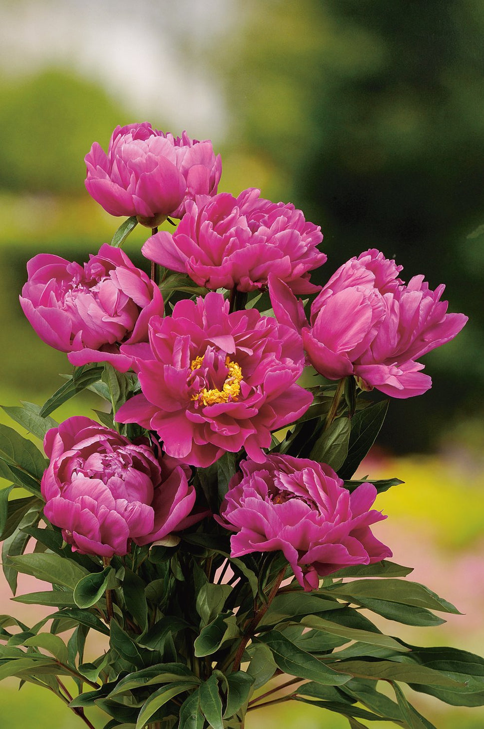 Paeonia lactiflora 'Karl Rosenfield', 2L