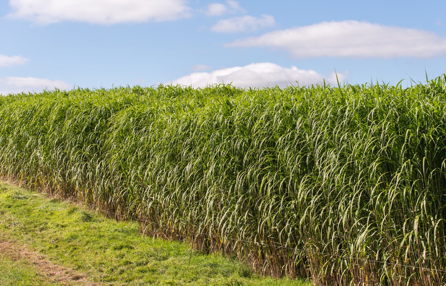 Miscanthus 'Giganteus', 2L