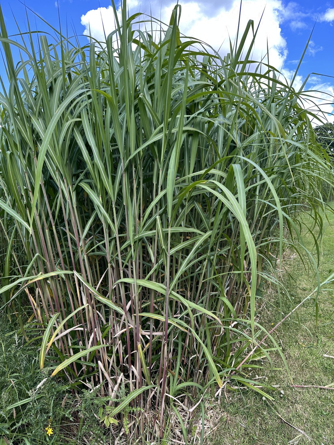 Miscanthus 'Giganteus', 2L