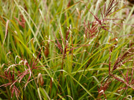 Miscanthus sinensis 'Ferner Osten', 2L
