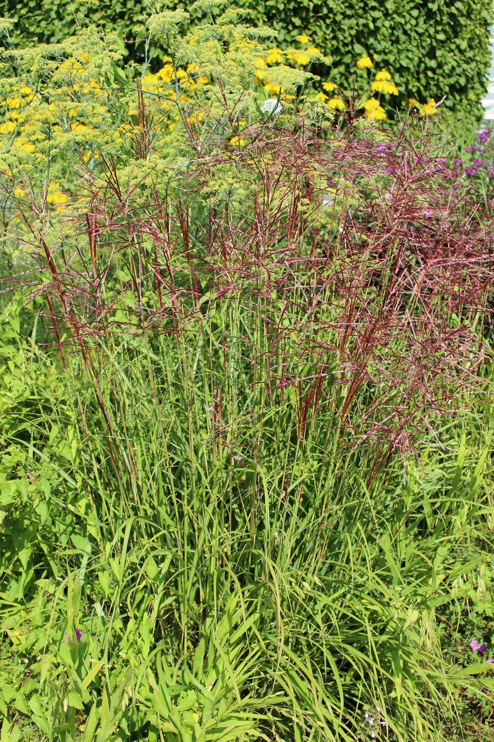 Miscanthus sinensis 'Ferner Osten', 2L