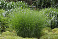 Miscanthus sinensis 'Gracillimus', 2L