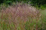 Miscanthus sinensis 'Kleine Silberspinne', 2L
