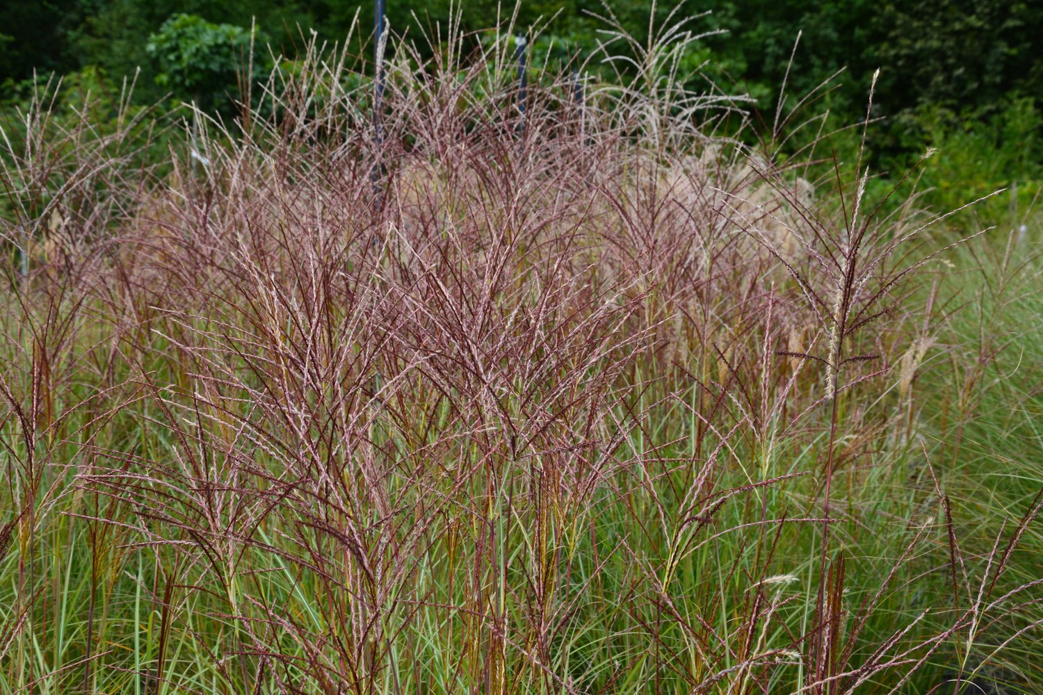 Miscanthus sinensis 'Kleine Silberspinne', 2L