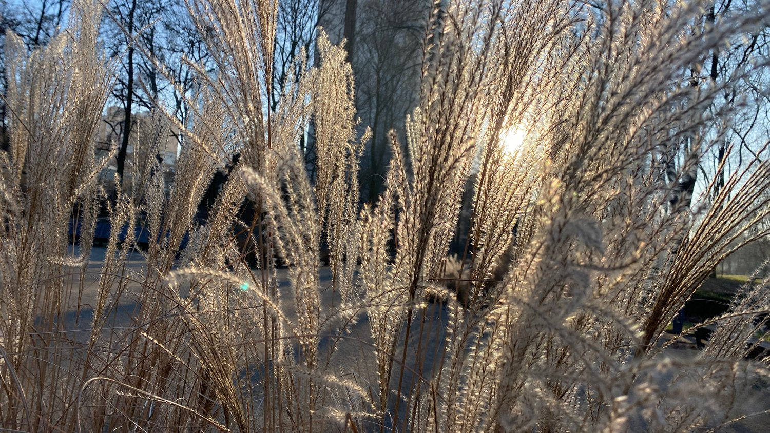 Miscanthus sinensis 'Kleine Silberspinne', 2L