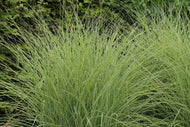 Miscanthus sinensis 'Morning Light', 2L