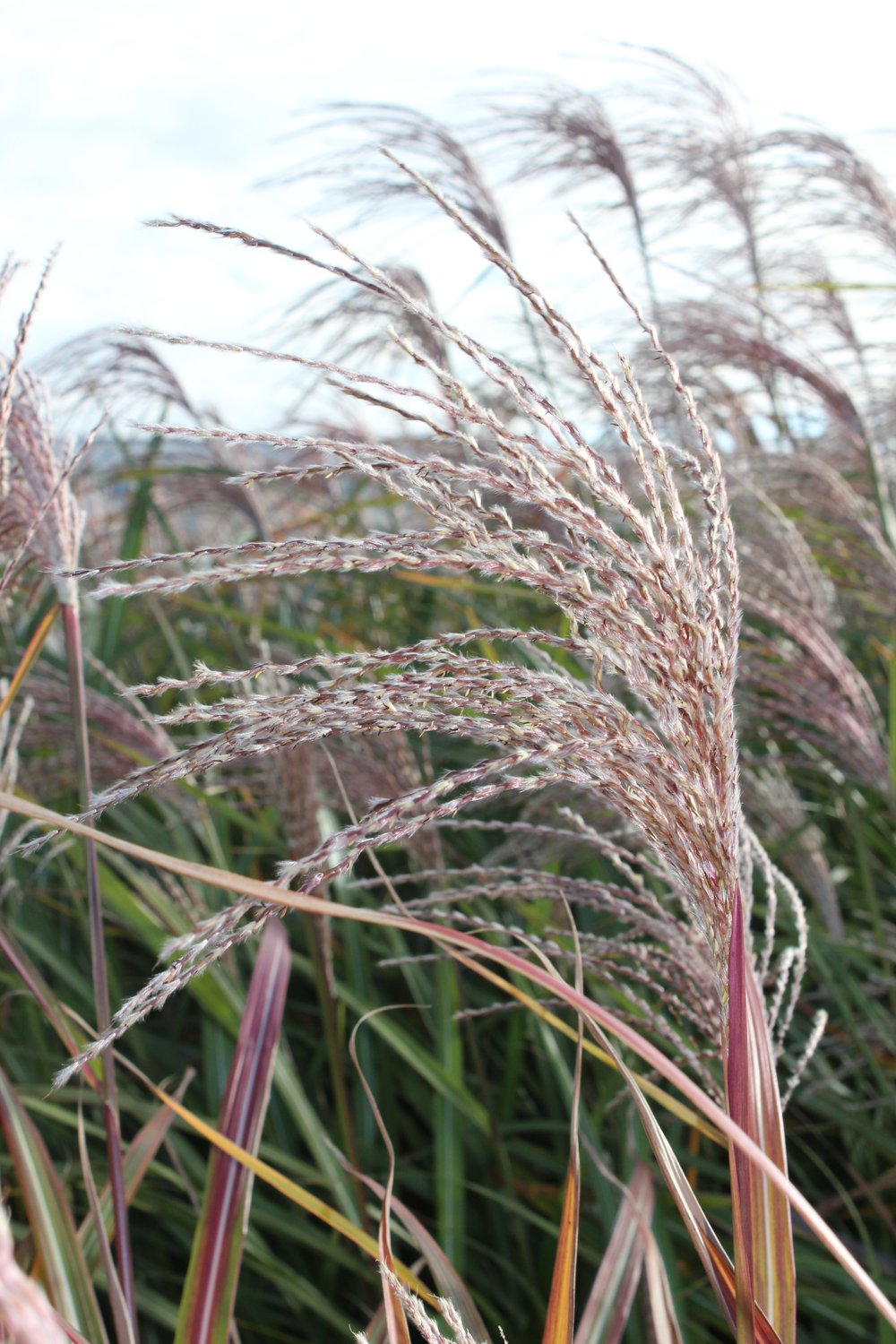 Miscanthus sinensis 'Silberfeder', 2L