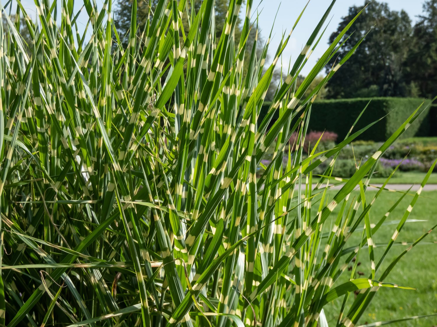 Miscanthus sinensis 'Strictus', 2L