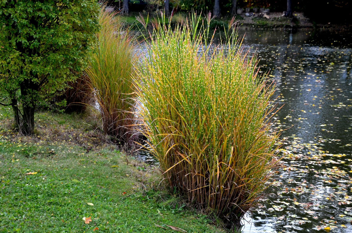 Miscanthus sinensis 'Strictus', 2L