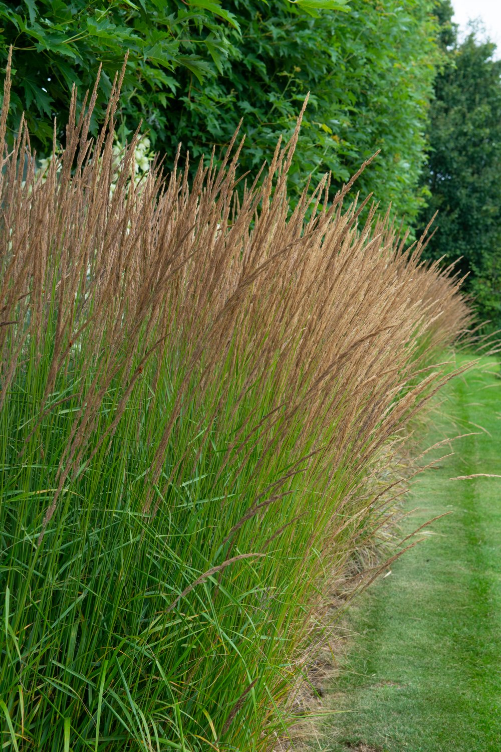 Molinia caerulea 'Moorhexe', 2L