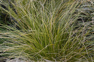 Carex testacea 'Prairie Fire', 2L