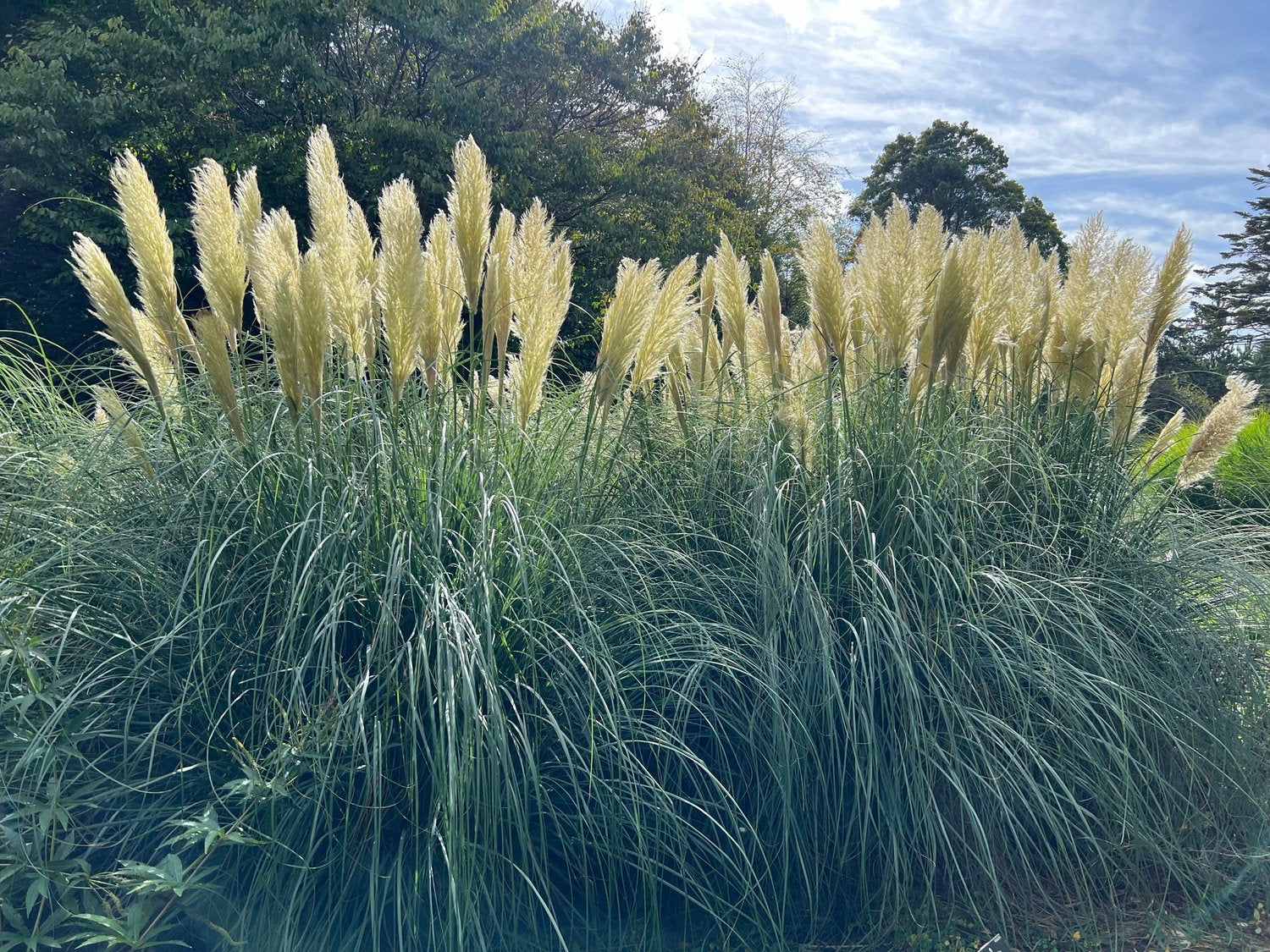 Cortaderia selloana 'Pumila', 2L