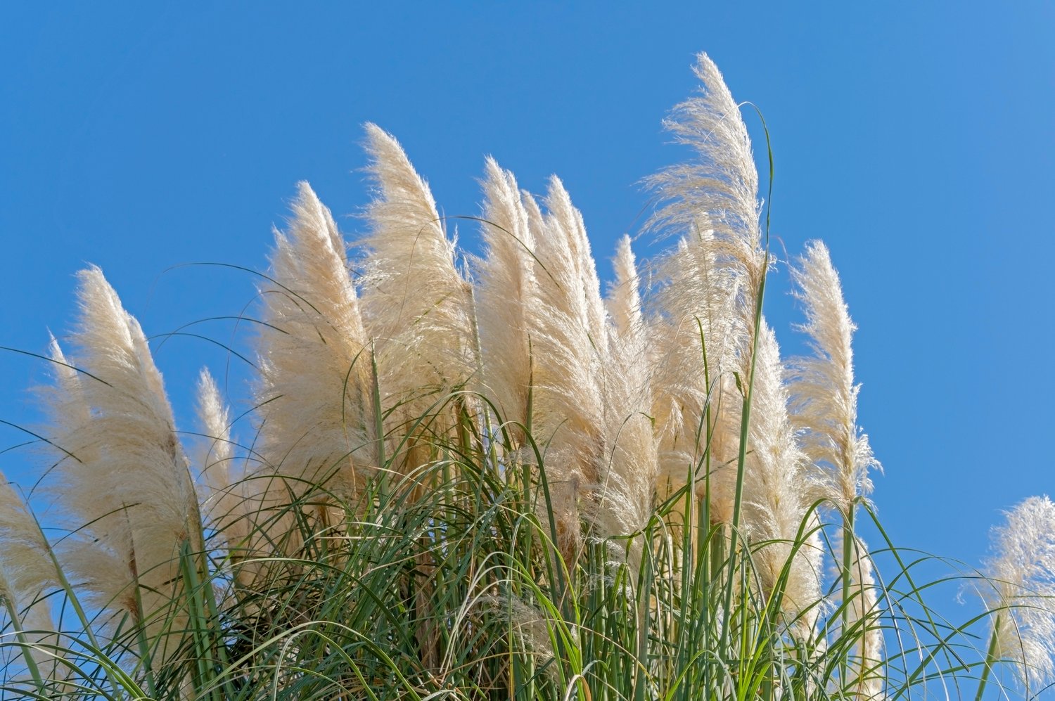 Cortaderia selloana 'Pumila', 2L