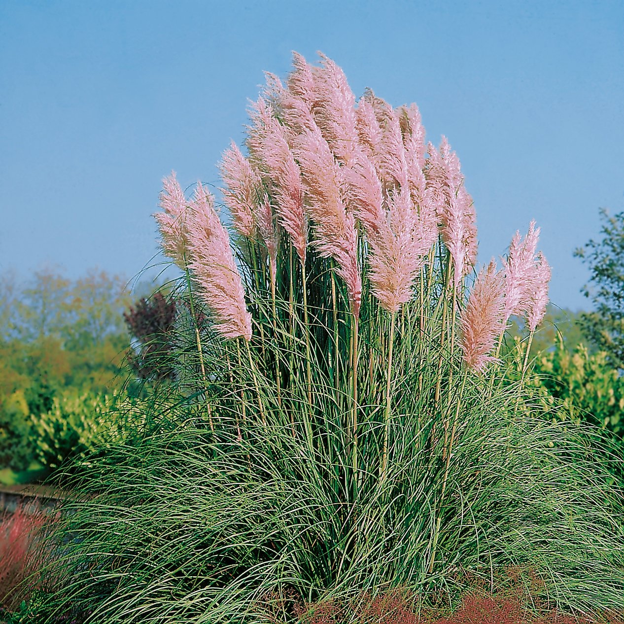 Cortaderia selloana 'Rosea', 2L