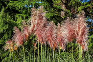 Cortaderia selloana 'Rosea', 2L