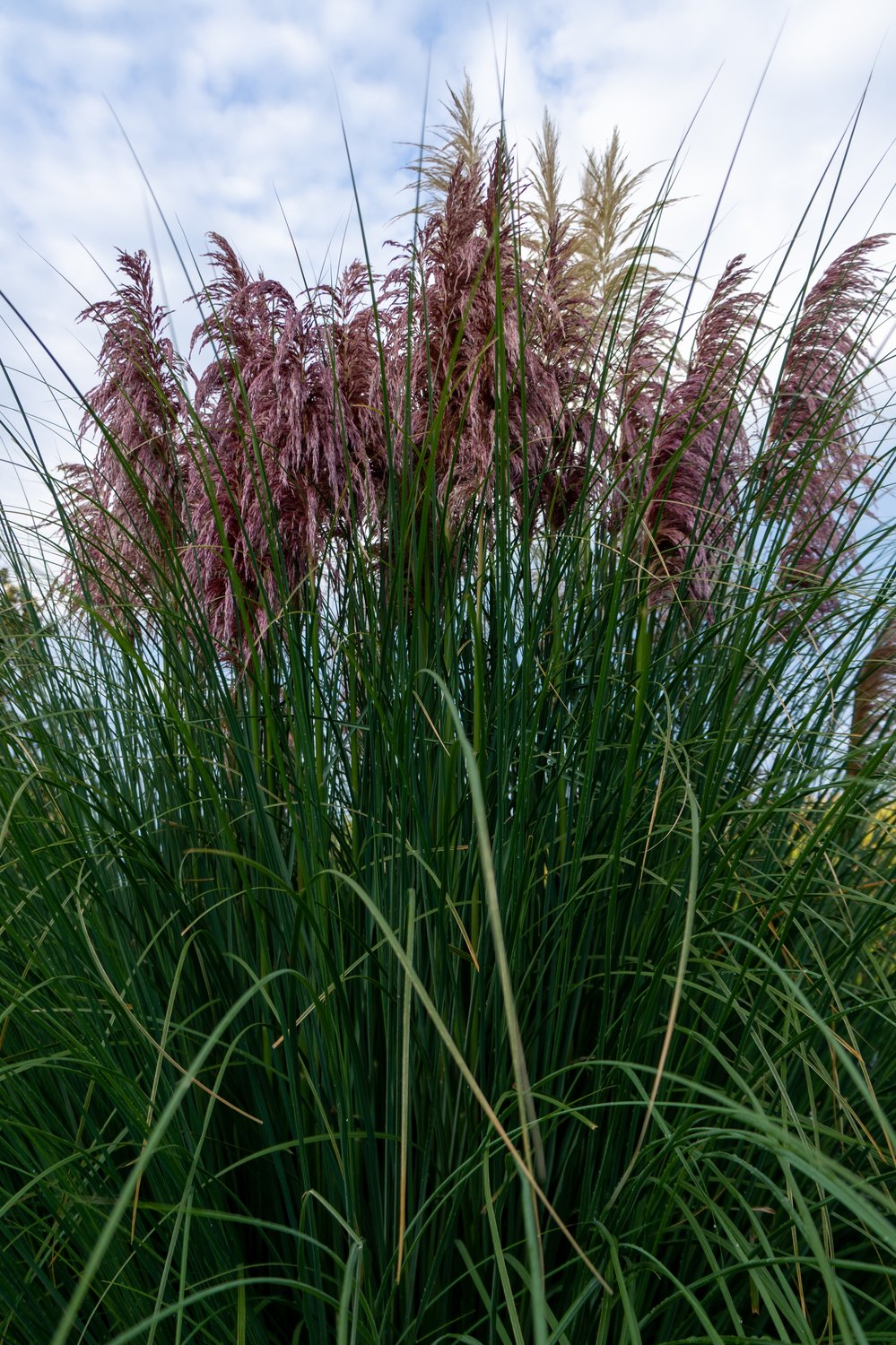 Cortaderia selloana 'Rosea', 2L