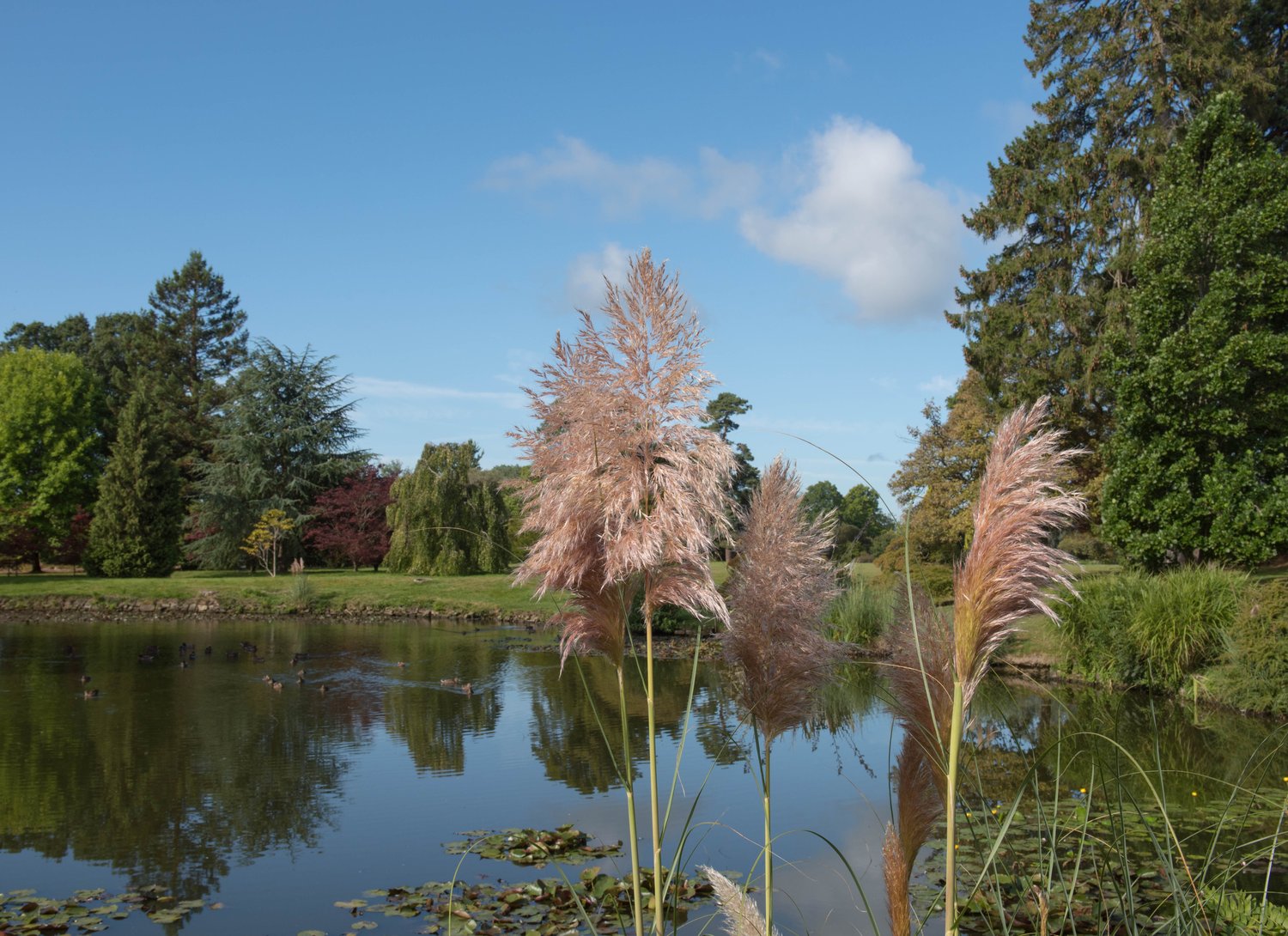 Cortaderia selloana 'Rosea', 2L