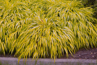 Hakonechloa macra 'Aureola', 2L