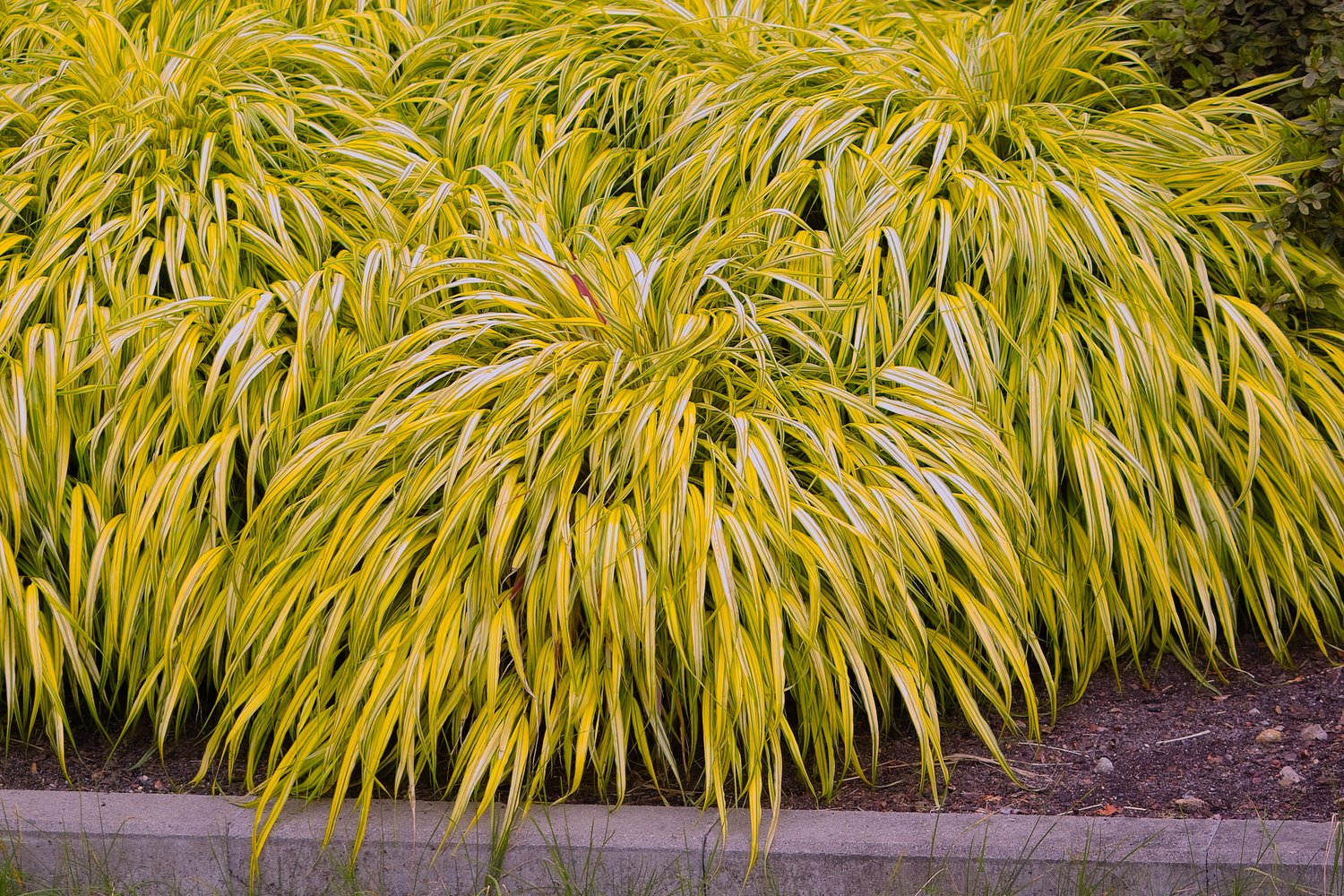 Hakonechloa macra 'Aureola', 2L
