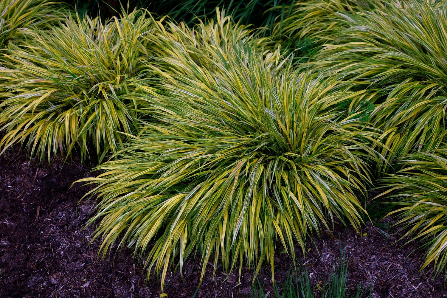 Hakonechloa macra 'Aureola', 2L
