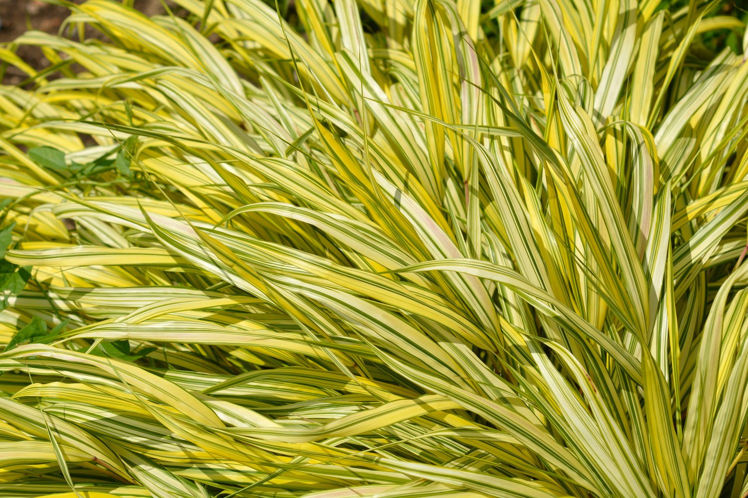 Hakonechloa macra 'Aureola', 2L