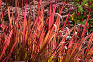 Imperata cylindrica 'Red Baron', 2L