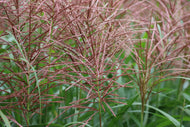 Miscanthus sinensis 'Flamingo', 2L