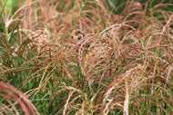 Miscanthus sinensis 'Red Chief', 2L