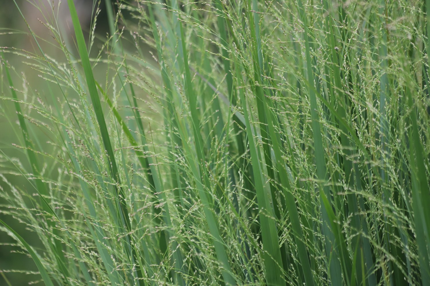 Panicum virgatum 'Northwind', 2L
