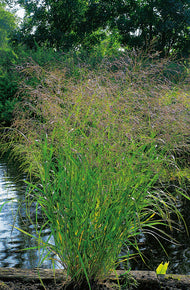 Panicum virgatum 'Squaw', 2L