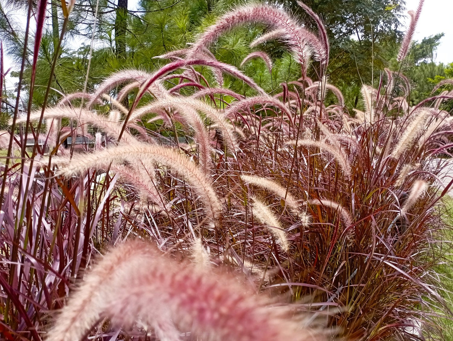 Pennisetum advena 'Fireworks', 2L