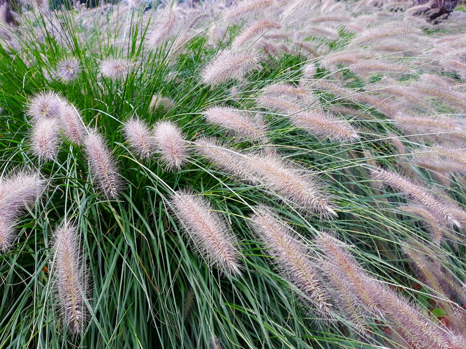 Pennisetum alopecuroides 'Hameln', 2L