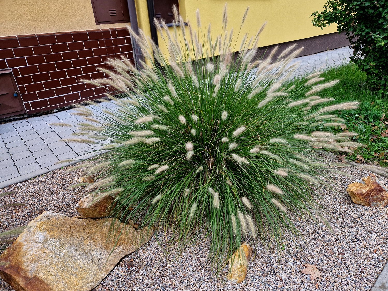 Pennisetum alopecuroides 'Hameln', 2L