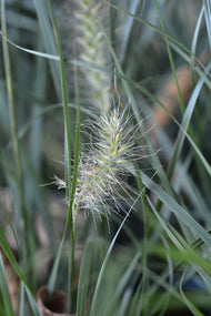 Pennisetum alopecuroides 'Little Bunny', 2L