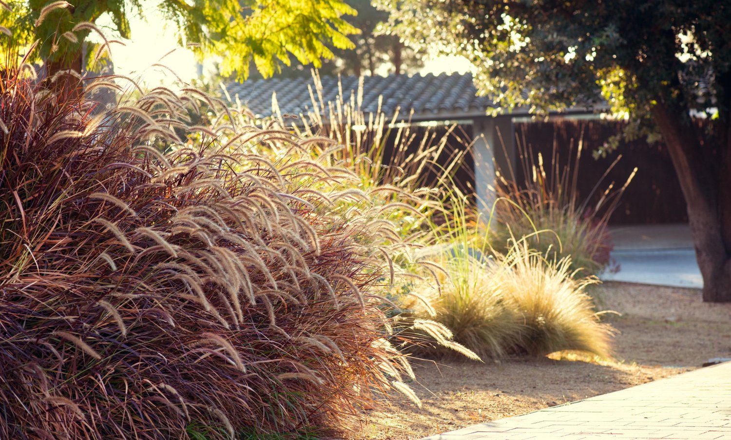 Pennisetum setaceum 'Rubrum', 2L