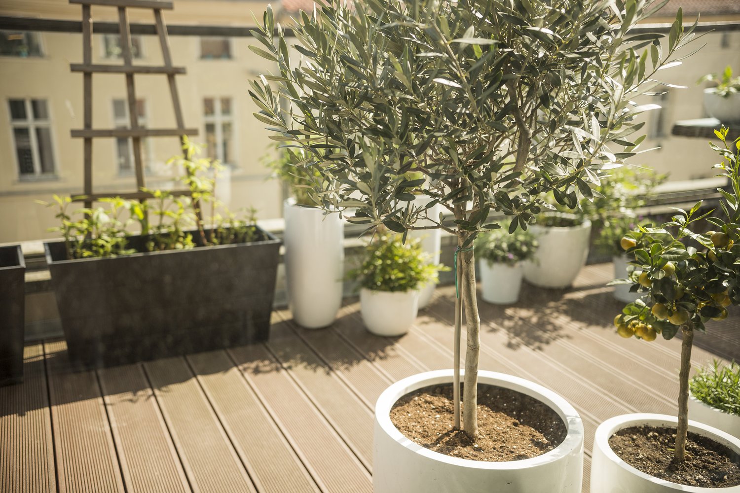 Olea europaea, stam, 95/105 cm