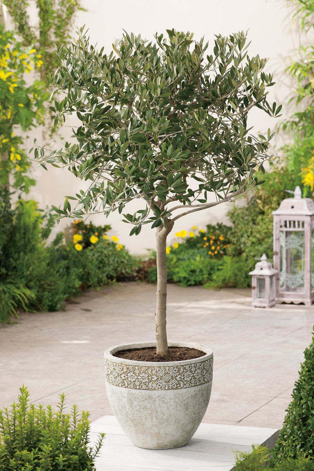 Olea europaea, stam, 150 cm