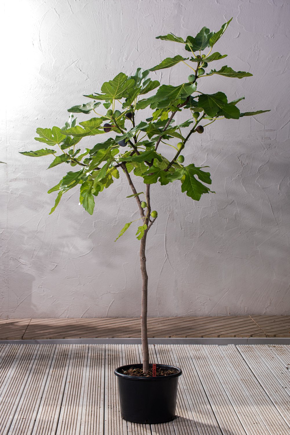 Ficus carica 'Bornholms Diamant', 80/90 cm