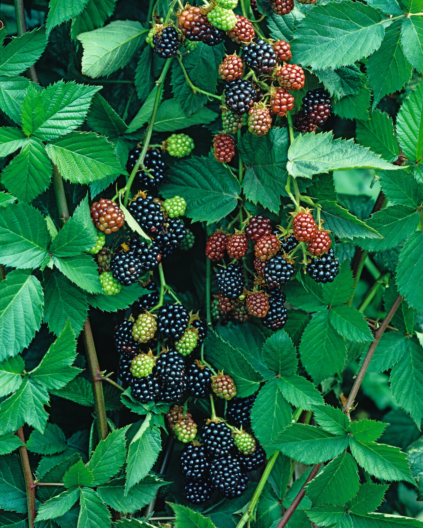 Rubus (Björnbär-Gruppen) 'Thornfree'