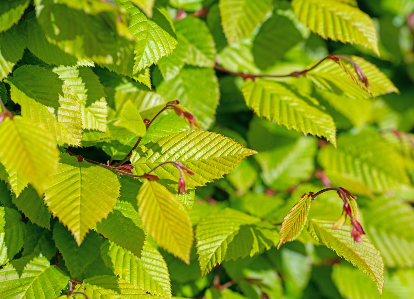 Carpinus betulus, 100-125 cm, 10-pack-Goliat