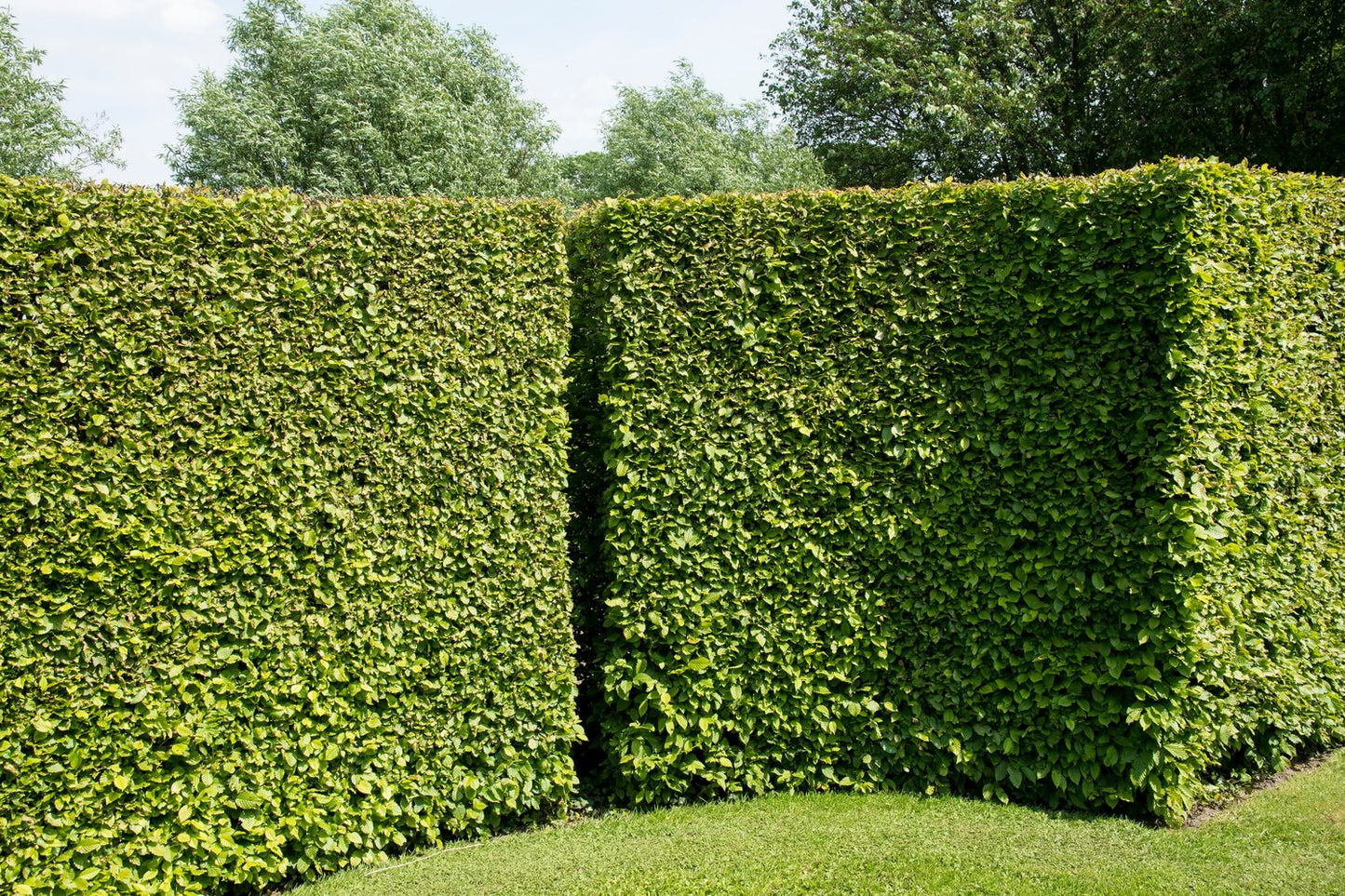 Carpinus betulus, 100-125 cm, 10-pack-Goliat