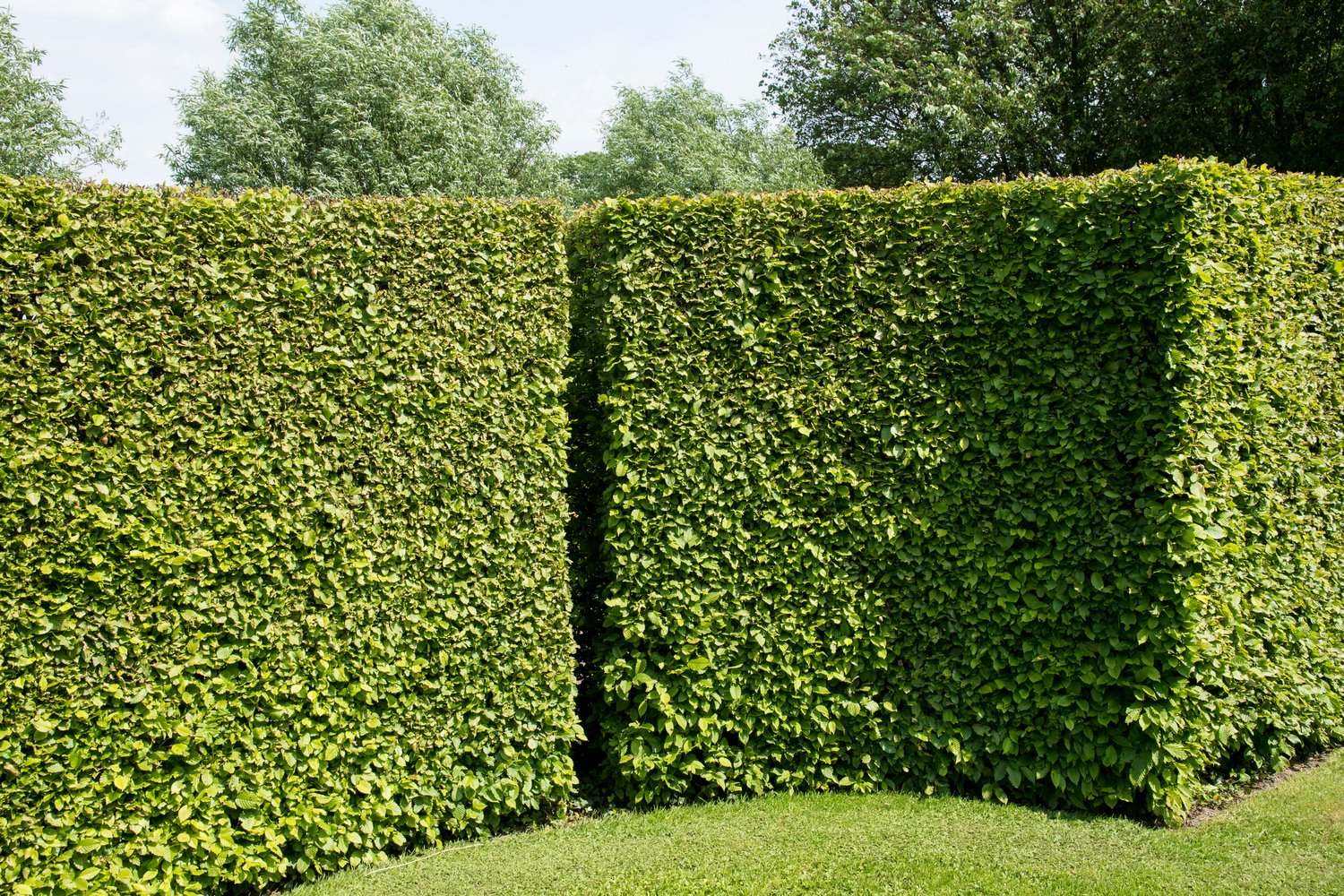 Carpinus betulus, 100-125 cm, 10-pack-Goliat