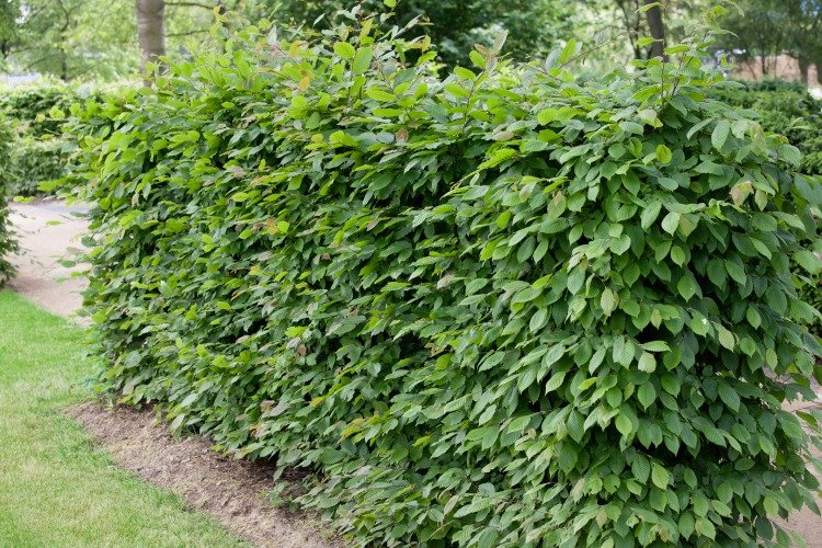 Carpinus betulus, 125-150 cm, 10-pack-Goliat